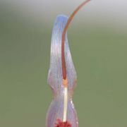 Image of Typhonium adnatum  Hett. & Sookchaloem.