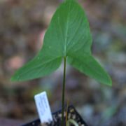 Image of Typhonium albidinervum  C.Z. Tang & H. Li.