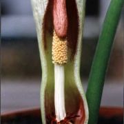 Image of Typhonium brevipilosum  Hett. & Sizemore.