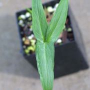 Image of Typhonium conchiforme  Hett. & A. Galloway.