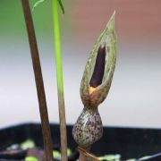 Image of Typhonium conchiforme  Hett. & A. Galloway.