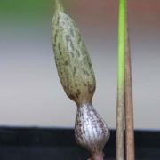 Image of Typhonium conchiforme  Hett. & A. Galloway.