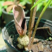 Image of Typhonium conchiforme  Hett. & A. Galloway.