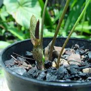 Image of Typhonium conchiforme  Hett. & A. Galloway.