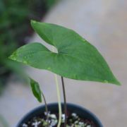 Image of Typhonium digitatum  Hett. & Sookchaloem.
