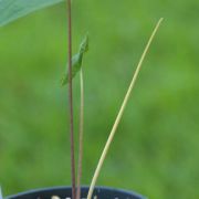 Image of Typhonium digitatum  Hett. & Sookchaloem.