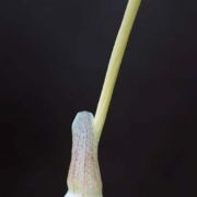 Image of Typhonium digitatum  Hett. & Sookchaloem.