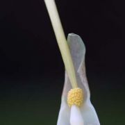 Image of Typhonium digitatum  Hett. & Sookchaloem.