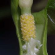 Image of Typhonium flagelliforme  (Lodd.) Bl..