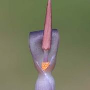 Image of Typhonium gagnepainii  J. Murata & Sookchaloem.