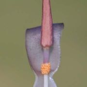 Image of Typhonium gagnepainii  J. Murata & Sookchaloem.