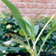 Image of Typhonium glaucum  Hett. & Sookchaloem.