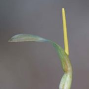 Image of Typhonium glaucum  Hett. & Sookchaloem.