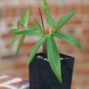 Image of Typhonium inopinatum  Prain.