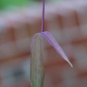 Image of Typhonium inopinatum  Prain.