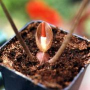 Image of Typhonium medusae  Hett. & Sookchaloem.