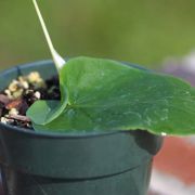 Image of Typhonium orbifolium  Hett. & Sookchaloem.