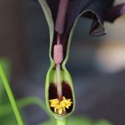 Image of Typhonium pedunculatum  Hett. & Sookchaloem.