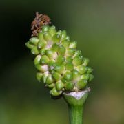 Image of Typhonium pedunculatum  Hett. & Sookchaloem.