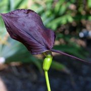 Image of Typhonium pedunculatum  Hett. & Sookchaloem.