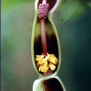 Image of Typhonium pedunculatum  Hett. & Sookchaloem.