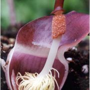 Image of Typhonium penicillatum  Nguyen V.D. & Hett..