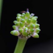 Image of Typhonium reflexum  Hett. & Sookchaloem.