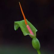 Image of Typhonium reflexum  Hett. & Sookchaloem.