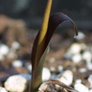 Image of Typhonium rhizomatosum  .