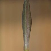 Image of Typhonium rhizomatosum  .