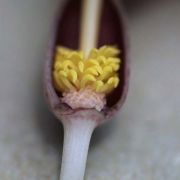 Image of Typhonium roxburghii  Schott.