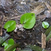 Image of Typhonium roxburghii  Schott.