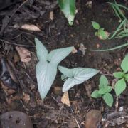 Image of Typhonium sinhabaedyai  Hett. & A. Galloway.