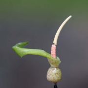 Image of Typhonium sinhabaedyai  Hett. & A. Galloway.