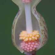 Image of Typhonium sinhabaedyai  Hett. & A. Galloway.