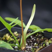 Image of Typhonium subglobosum  Hett. & Sookchaloem.