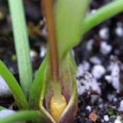 Image of Typhonium subglobosum  Hett. & Sookchaloem.