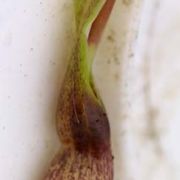 Image of Typhonium subglobosum  Hett. & Sookchaloem.