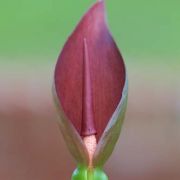 Image of Typhonium trilobatum  (L.) Schott.