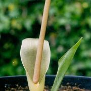 Image of Typhonium tubispathum  Hett. & A. Galloway.