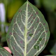 Image of Typhonium varians  Hett. & Sookchaloem.