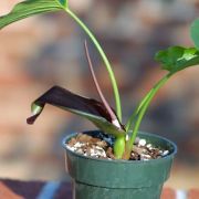 Image of Typhonium varians  Hett. & Sookchaloem.