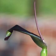 Image of Typhonium varians  Hett. & Sookchaloem.