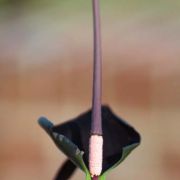 Image of Typhonium varians  Hett. & Sookchaloem.