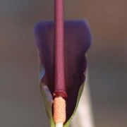 Image of Typhonium varians  Hett. & Sookchaloem.