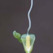 Image of Typhonium violaefolium  Gagn..