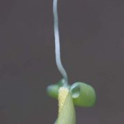 Image of Typhonium violaefolium  Gagn..