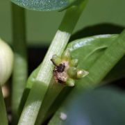 Image of Typhonium violaefolium  Gagn..