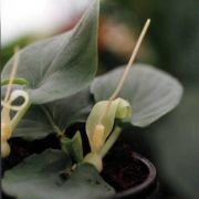 Image of Typhonium violaefolium  Gagn..