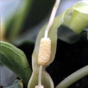 Image of Typhonium violaefolium  Gagn..